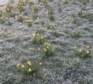 Spring challenges CC BY-SA YBP