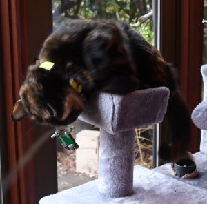 boba fett's starship